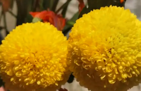 乒乓菊为什么变普通菊花了？