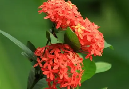 龙船花花谢后怎么处理第二次开花？