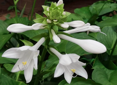 玉簪属于几年生花卉呢？
