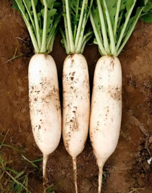 白萝卜最佳种植时间秋季？