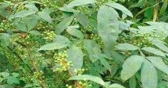 山胡椒的种植技术有什么？