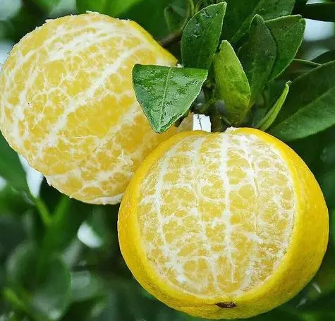 皇帝柑是什么季节的水果？