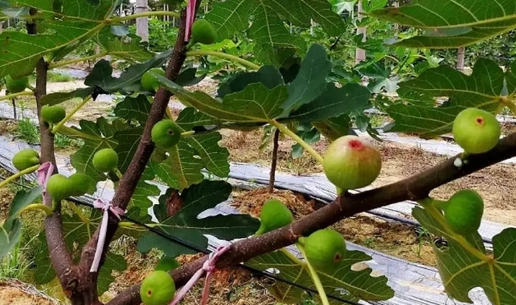 无花果需要授粉吗？
