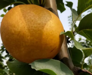 金秋蜜梨的特点有什么？
