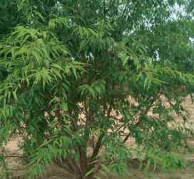 山坡种植挑树有什么技术？