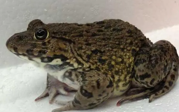 田鸡和青蛙有什么区别？