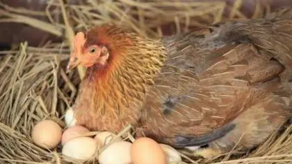 母鸡孵小鸡21天了还没出怎么办？