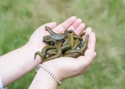 蚂蝗吃什么样的猪血？