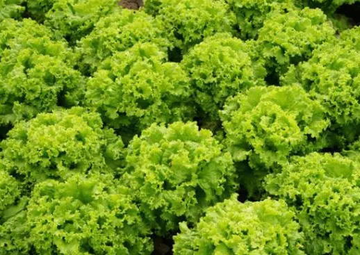 水培蔬菜哪些比较好养？