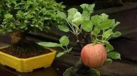 苹果套袋果和光果有什么区别？