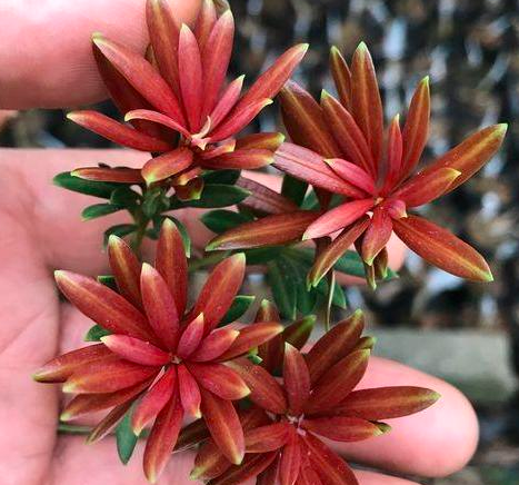红芽罗汉松耐寒吗？
