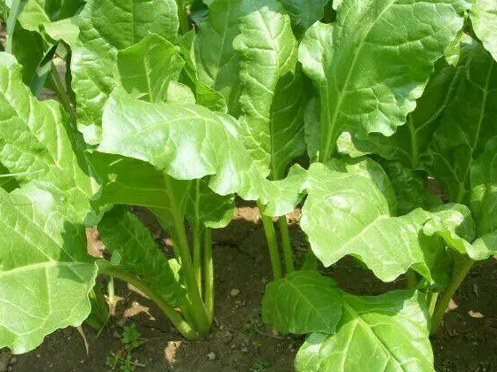 什么人不能吃根达菜？