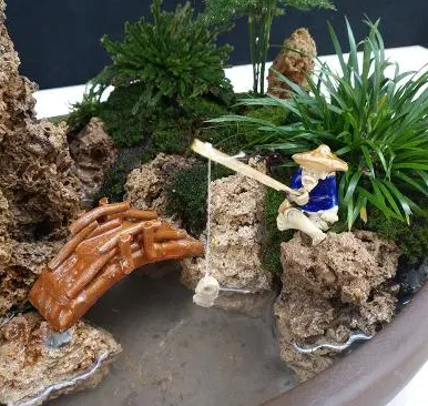 上水石养什么植物耐活？