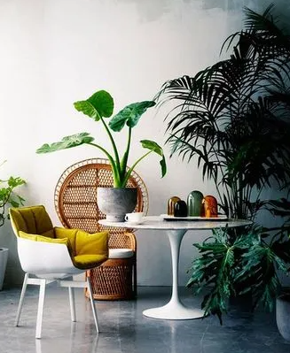 六大养不死的大型绿植有哪些？