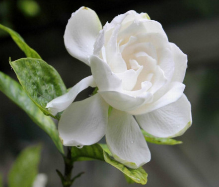 黄栀子和栀子花是同一种吗？