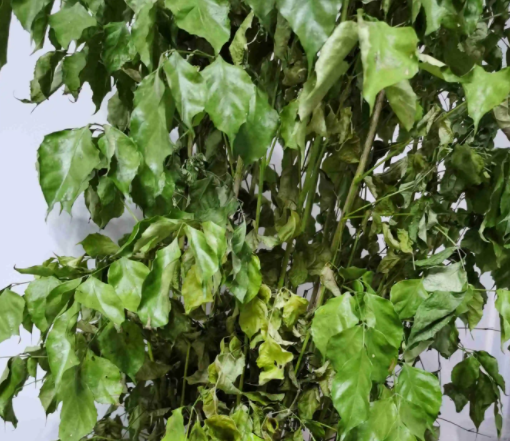 菜豆树叶子干枯掉落什么原因？