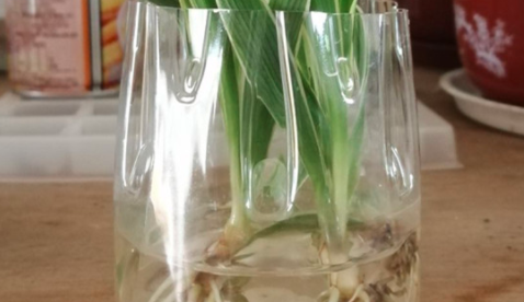 插水里的花根长白毛了怎么办？