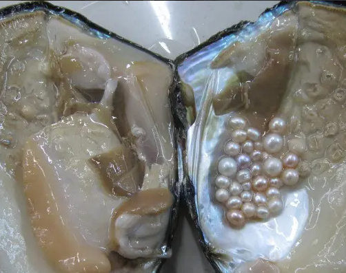 养殖珍珠蚌里面珍珠怎么来的？