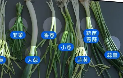 小葱和大葱的区别是什么？