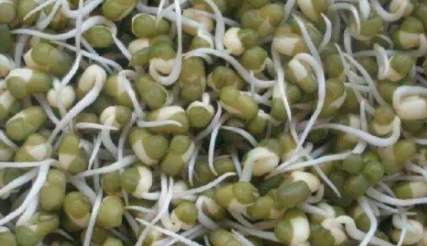 小绿豆怎么泡豆芽才能长得好？