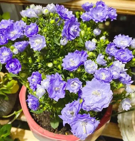 重瓣丹麦风铃花为什么养不活？