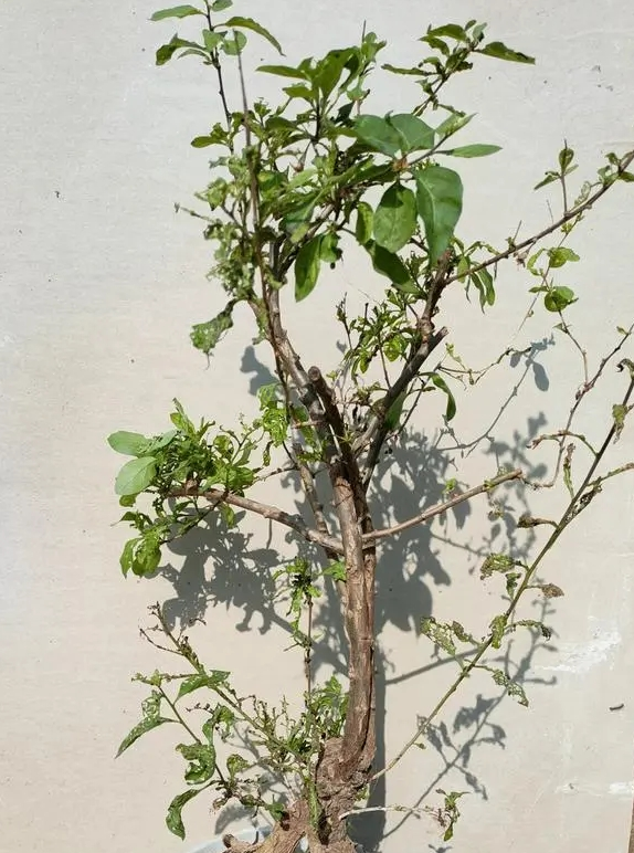 枸杞菜种老桩好不好？