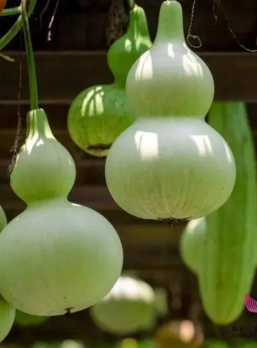 葫芦苦有毒怎么解毒啊？