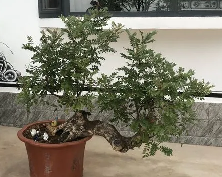 清香木的危害有多大？