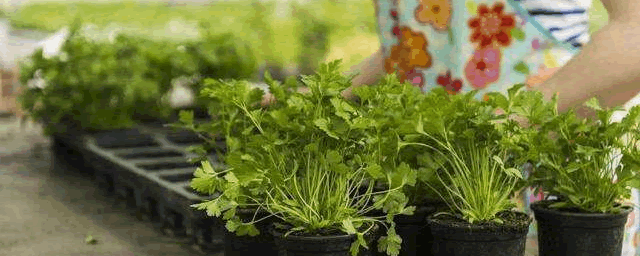香菜根放在水里能养活吗？