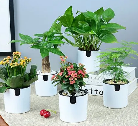 家庭小盆景植物有哪些品种？