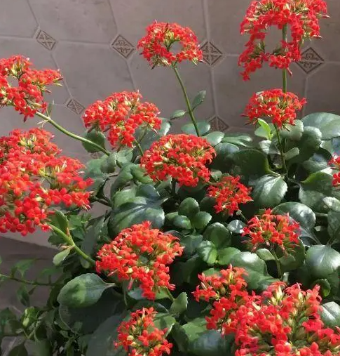 凤尾长寿花怎么不开花怎么养？