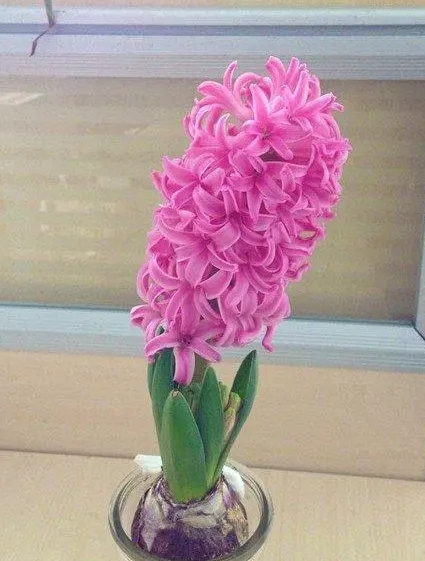 水培风信子多菌灵泡完多久种？
