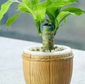 巴西木为什么叫幸运木？