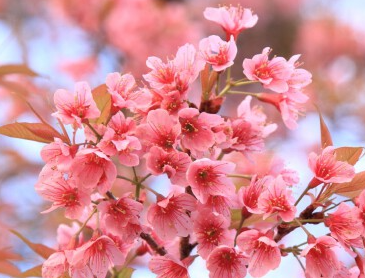 日本樱花和山樱花的区别在哪？