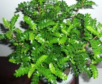 驱蚊最吉利的三种花是什么？
