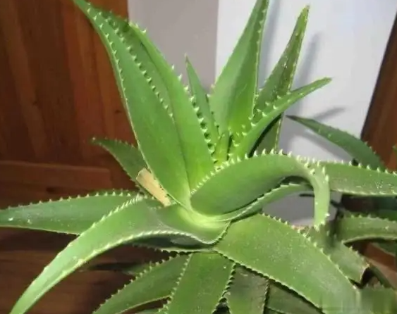芦荟有几种哪种最好呢？