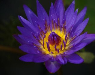 紫色睡莲的风水禁忌有什么？