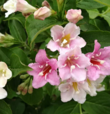 锦带花什么时候修剪最好？