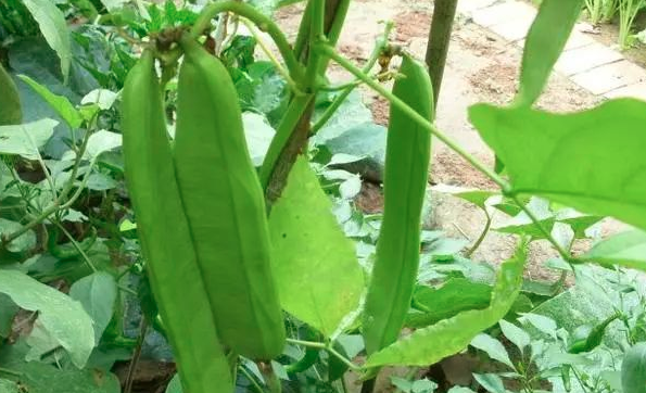 刀豆种下去几天能出苗？
