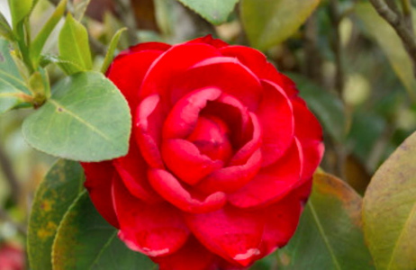 醋浇茶花的正确方法是什么？