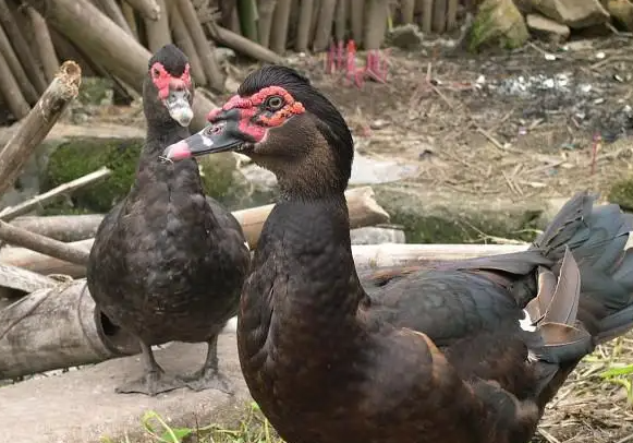 西洋鸭市场价多少钱一斤？