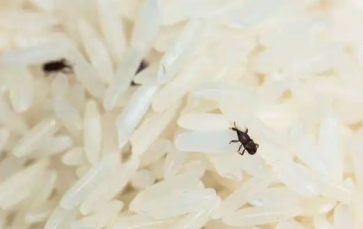 米生虫怎么办？把虫子洗净还能吃么？
