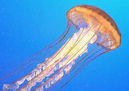 真正有电的水母是什么样的？