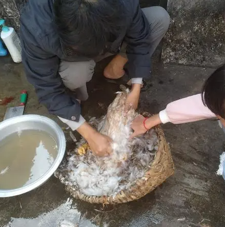 鸭子怎么脱毛快又干净？