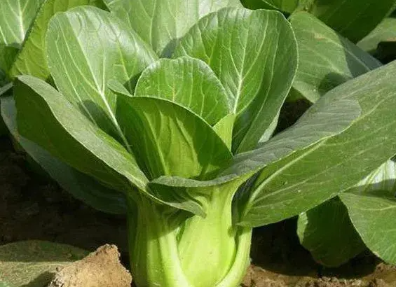 油菜怎么种才能出得快？