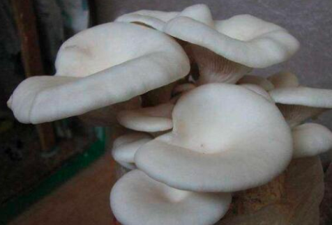 平菇在家种植方法有什么？