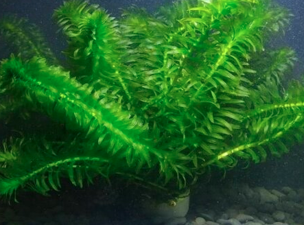 水草蜈蚣草怎么修剪？