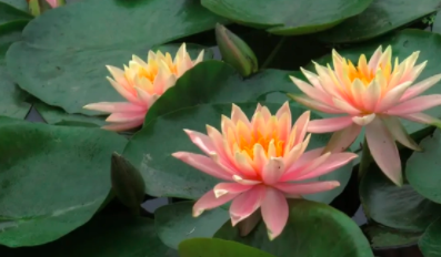 水莲花怎么养盆栽水培？