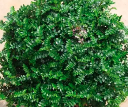 北方清香木可以怎样养？