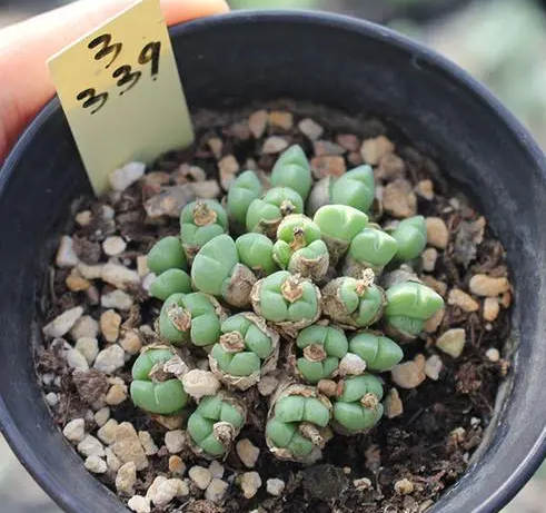 口笛什么季节换土好？